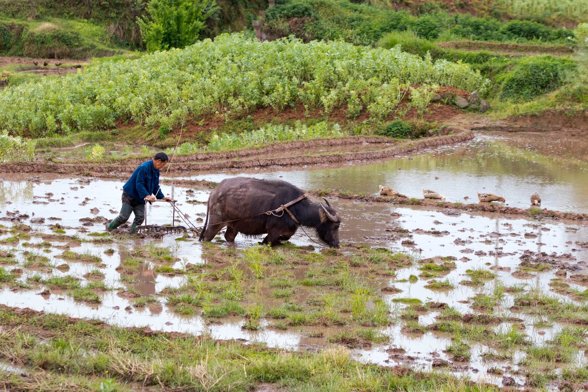 Remarkable Achievement towards Climate Change Mitigation: UPM’s Sichuan Household Biogas PoA avoids 4.5 Million Tons of GHG Emissions